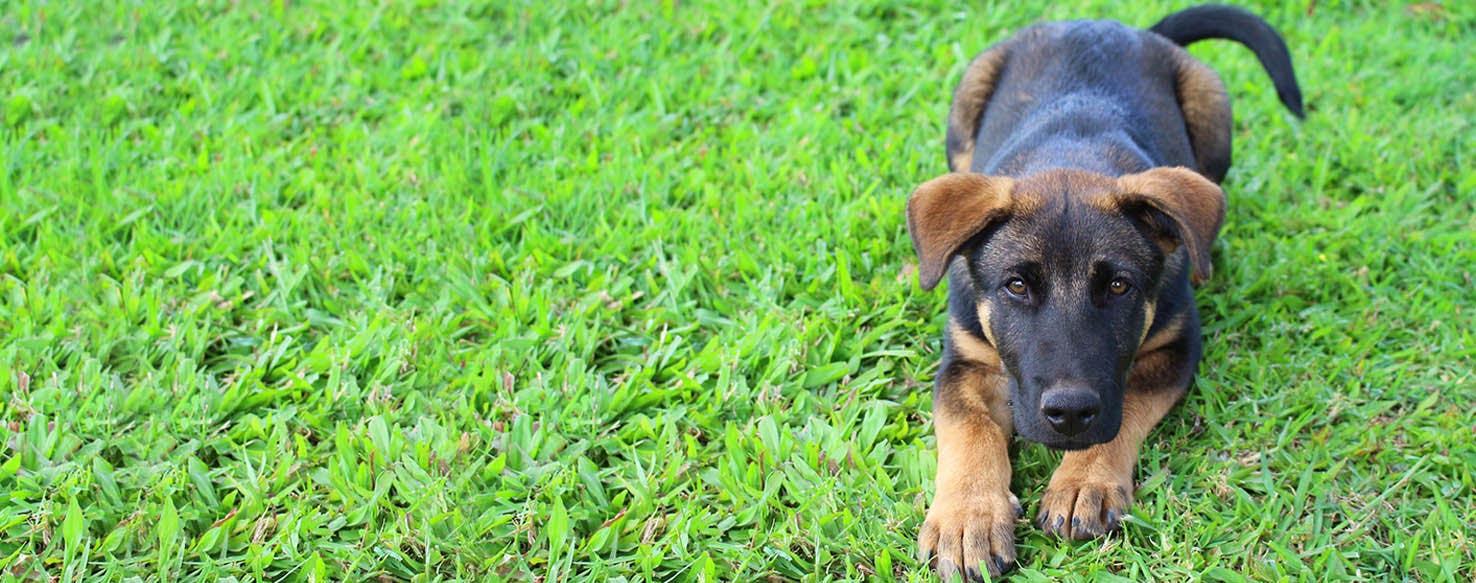 Travel Inspired Dog Names Popular Male and Female Names Wag!